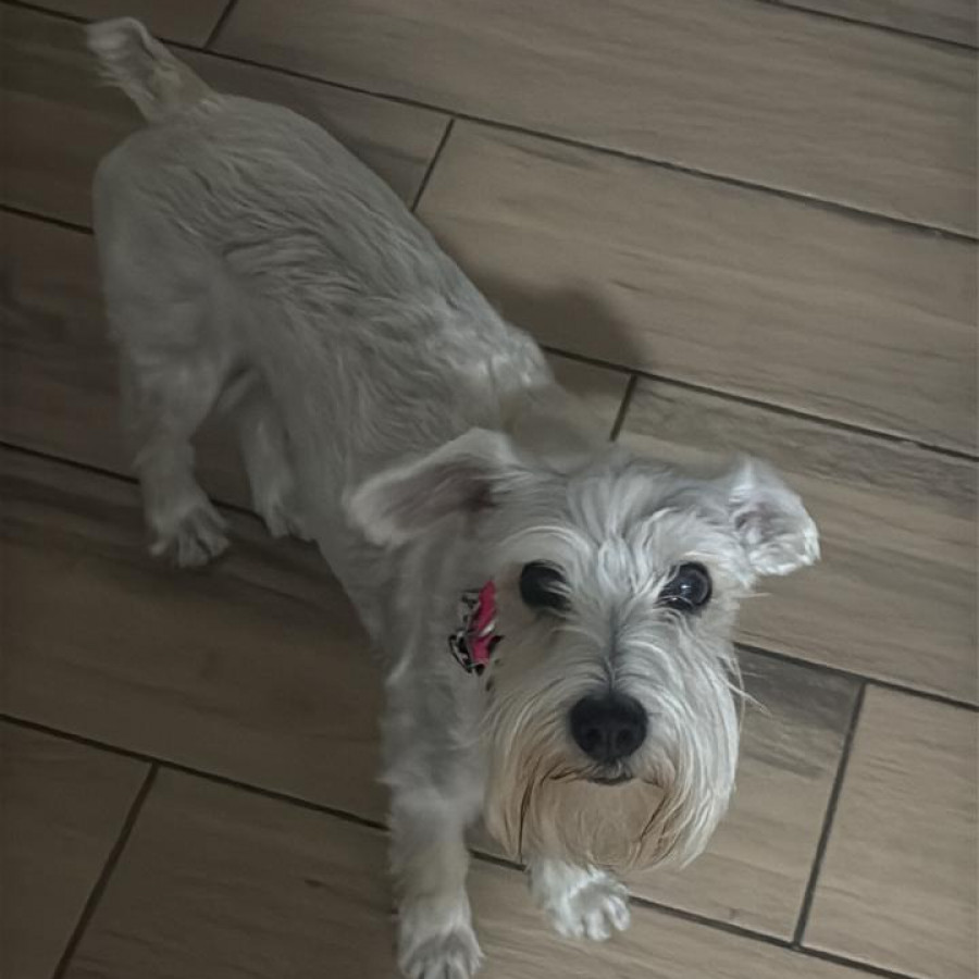 MIMÍ | Raza Schnauzer Miniatura  | Perdida