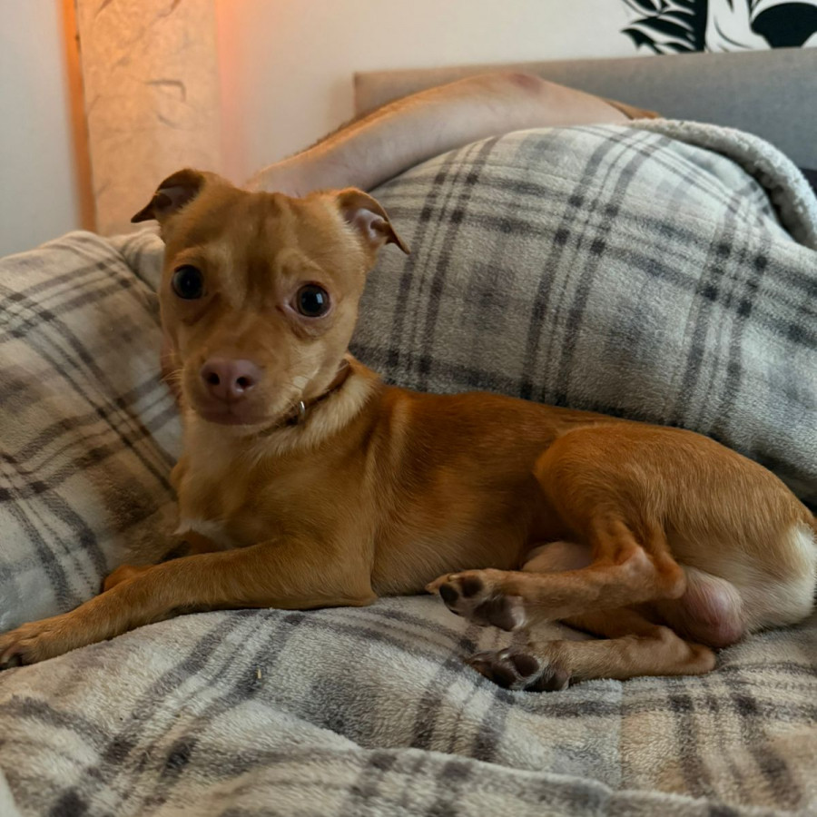  | Raza Mestizo, cruza de Chihuahua | Encontrado