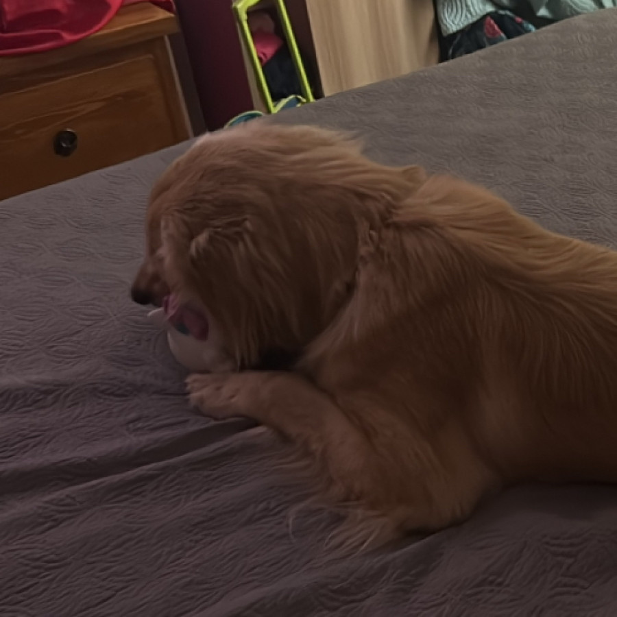 MOLLY | Raza Golden Retriever  | Final Feliz