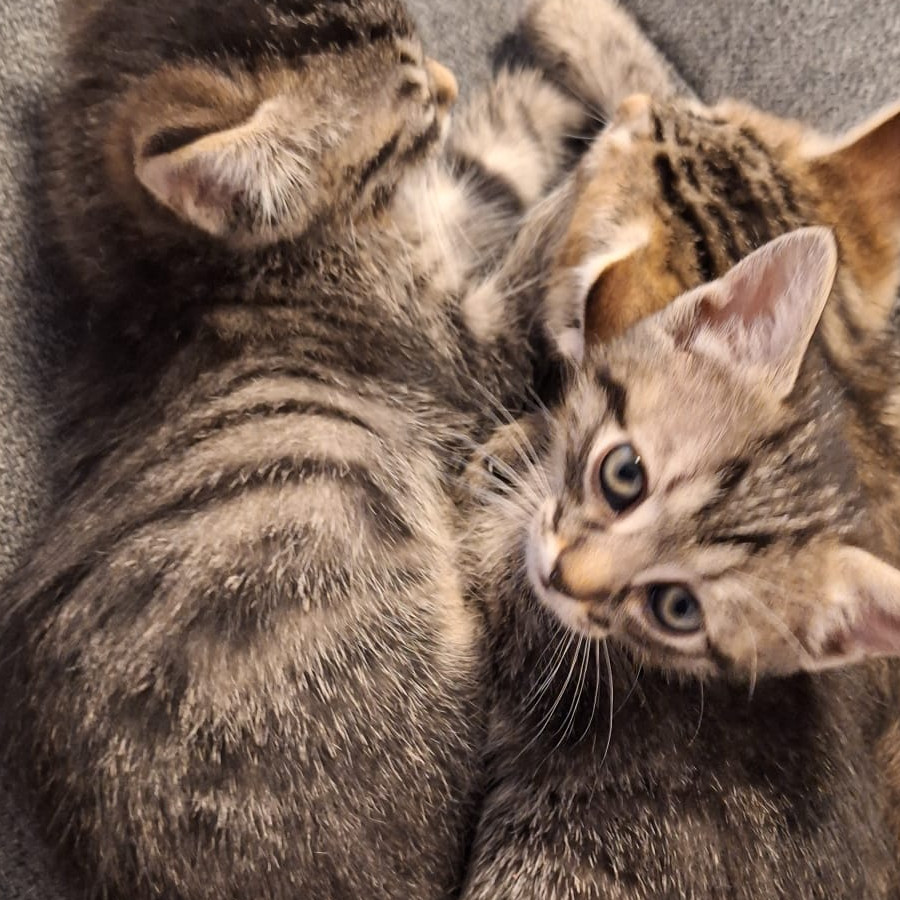 HERMOSAS GATITAS | Raza Doméstico Américano de Pelo Corto | En Adopción