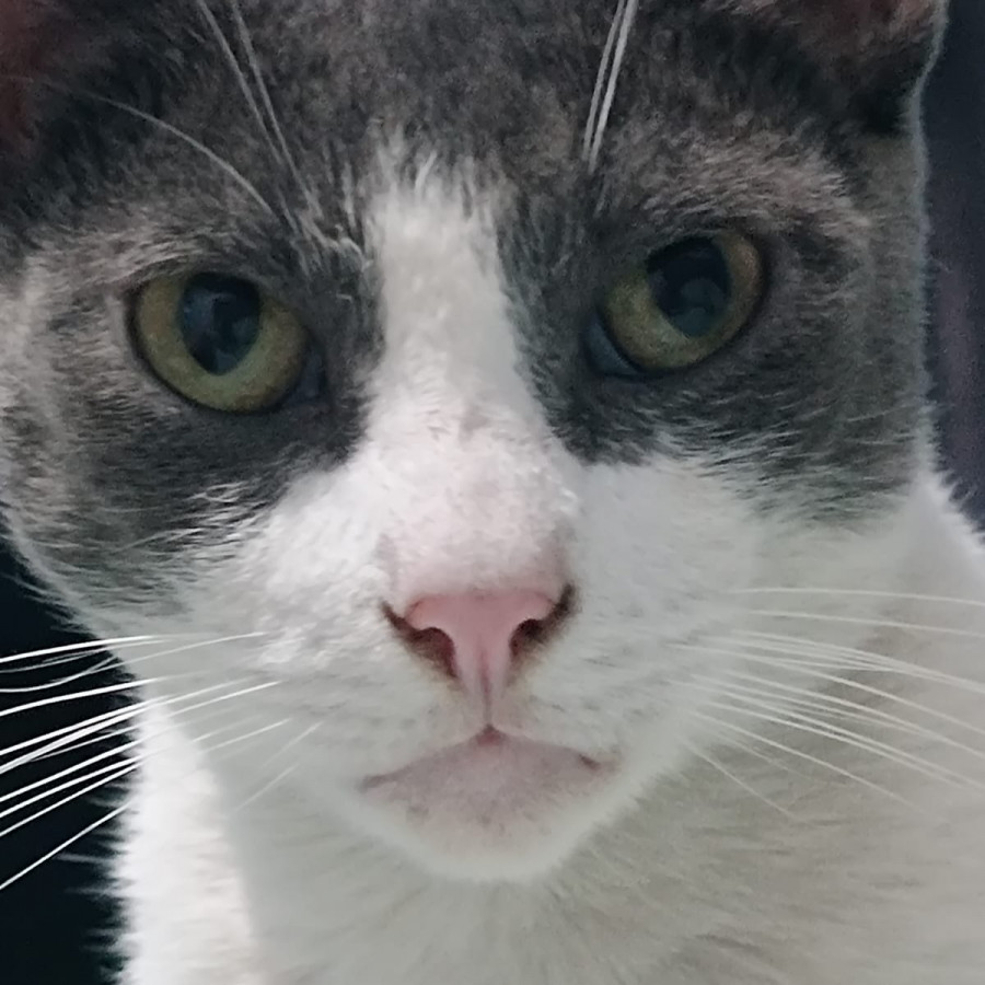 JUANITO | Raza Doméstico Américano de Pelo Corto | Perdido