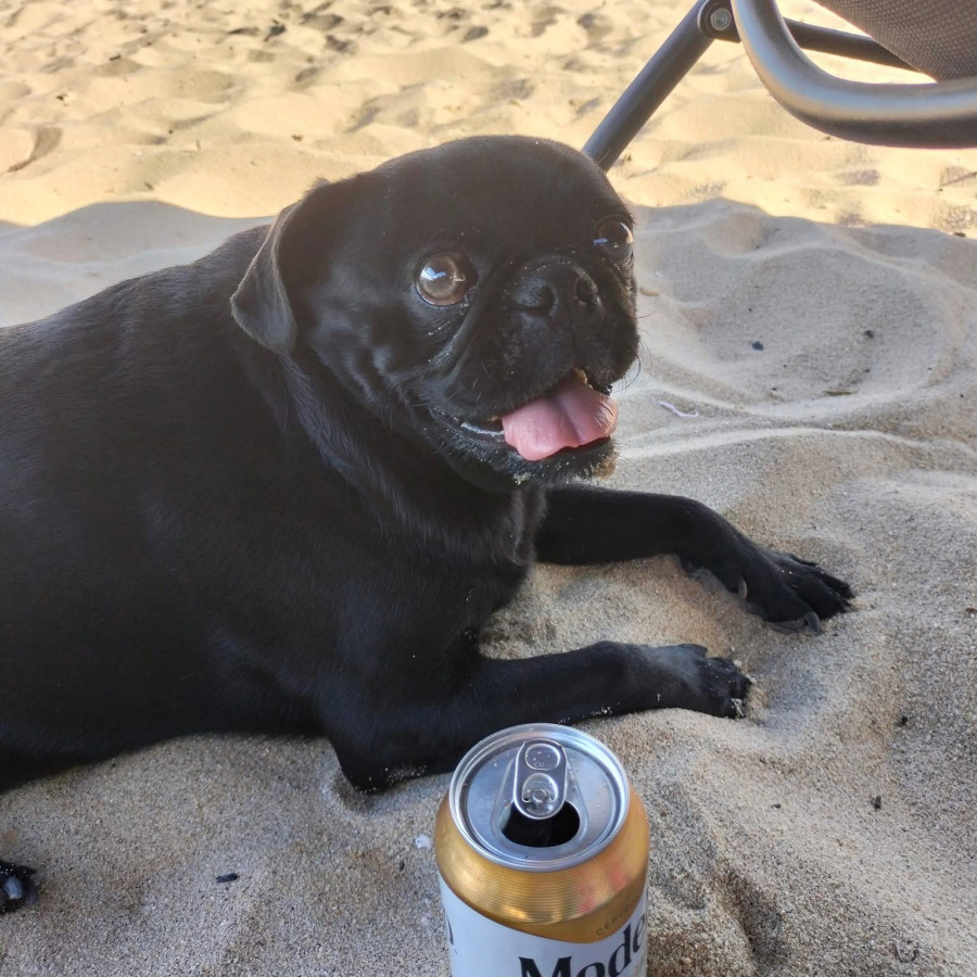 DANTE | Raza Pug o Carlin | Perdido