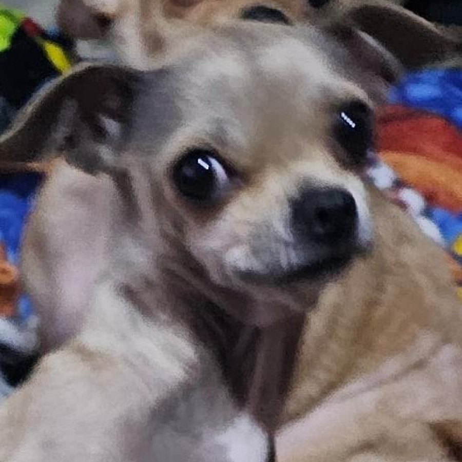 MORGAN | Raza Chihuahua | Perdido