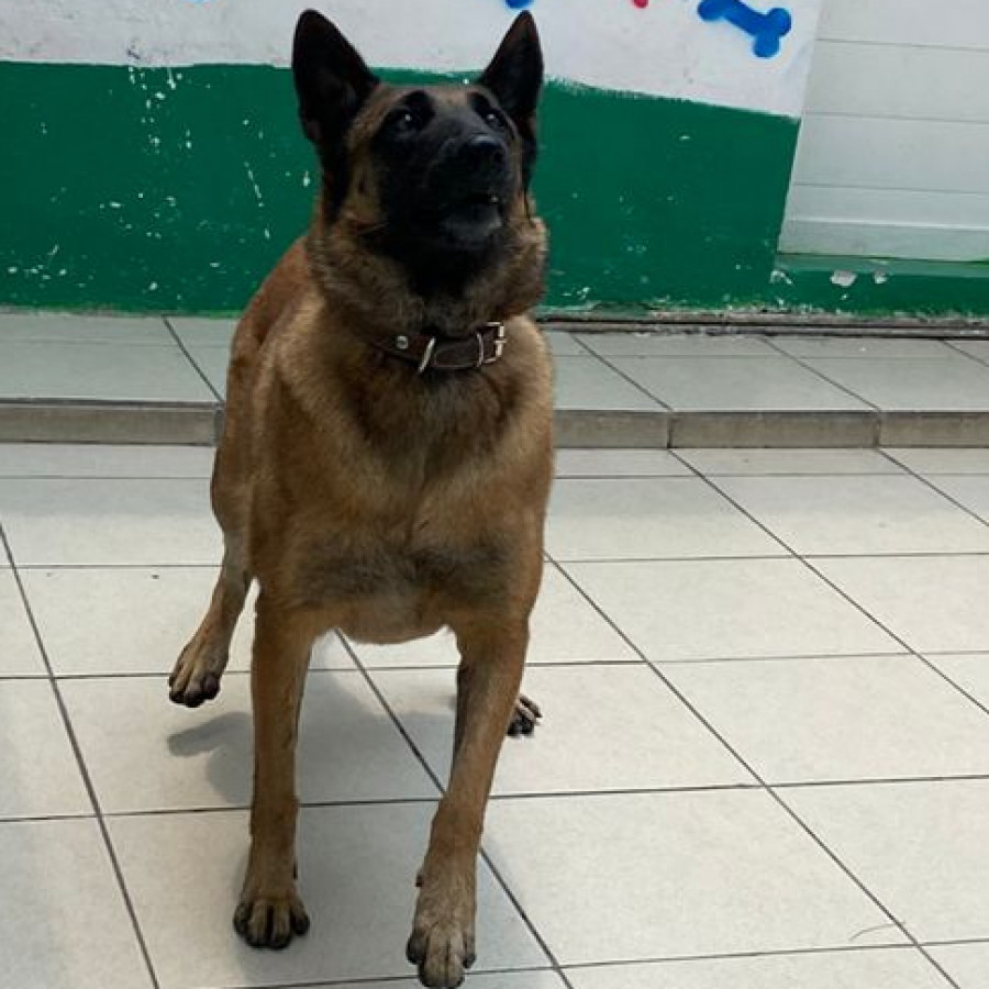 LOLA | Raza Pastor Belga Maliniois | Final Feliz