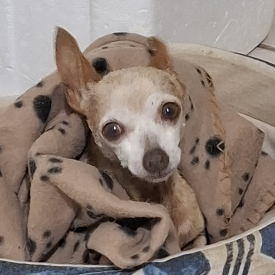 ARI | Raza Chihuahua | Perdida