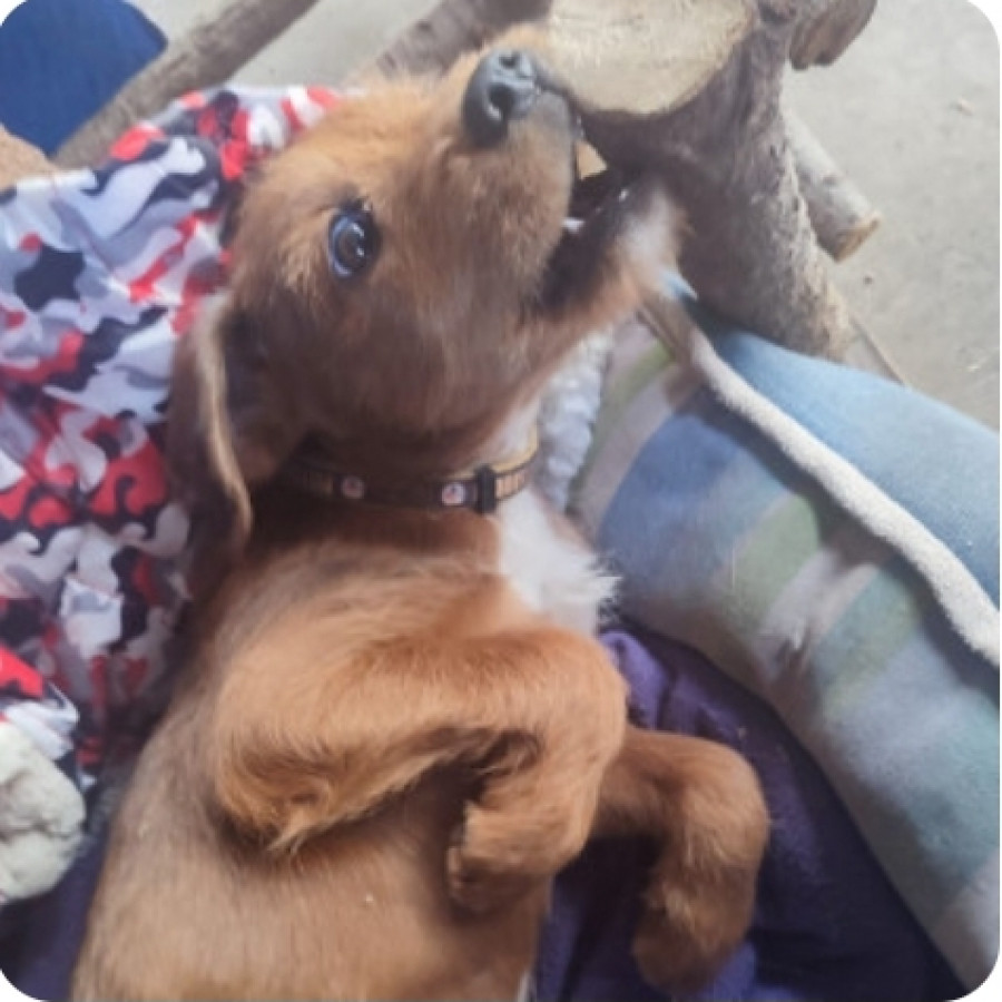 JACK | Raza Mestizo | Perdido