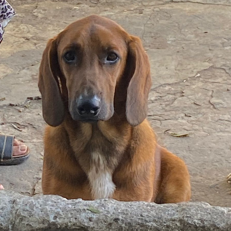 TOBY | Raza Mestizo, cruza de Basset Hound con Pastor Belga Malinois | Perdido