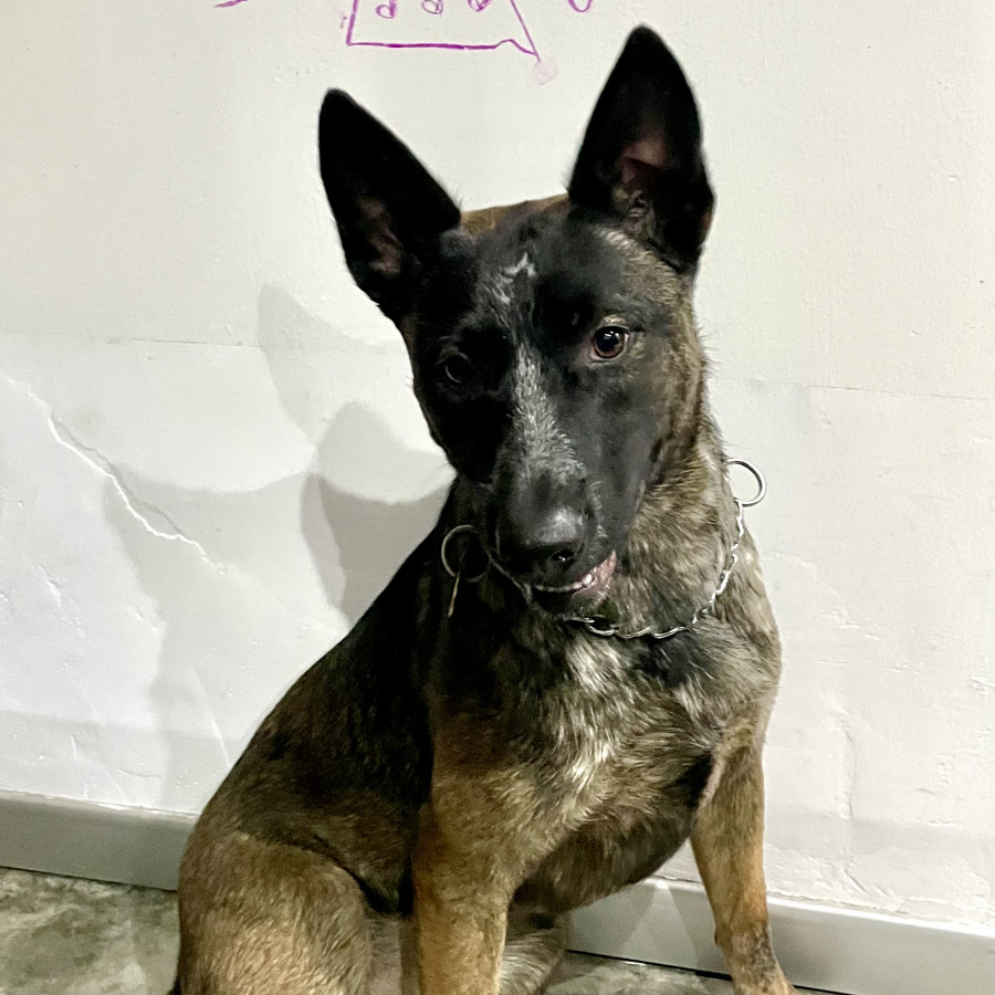 JOIE | Raza Pastor Belga Maliniois | Perdida