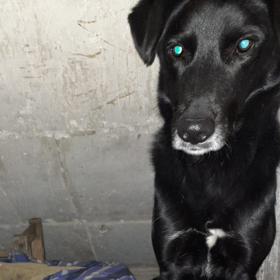 BALA | Raza Mestiza, cruza de Labrador | Perdida