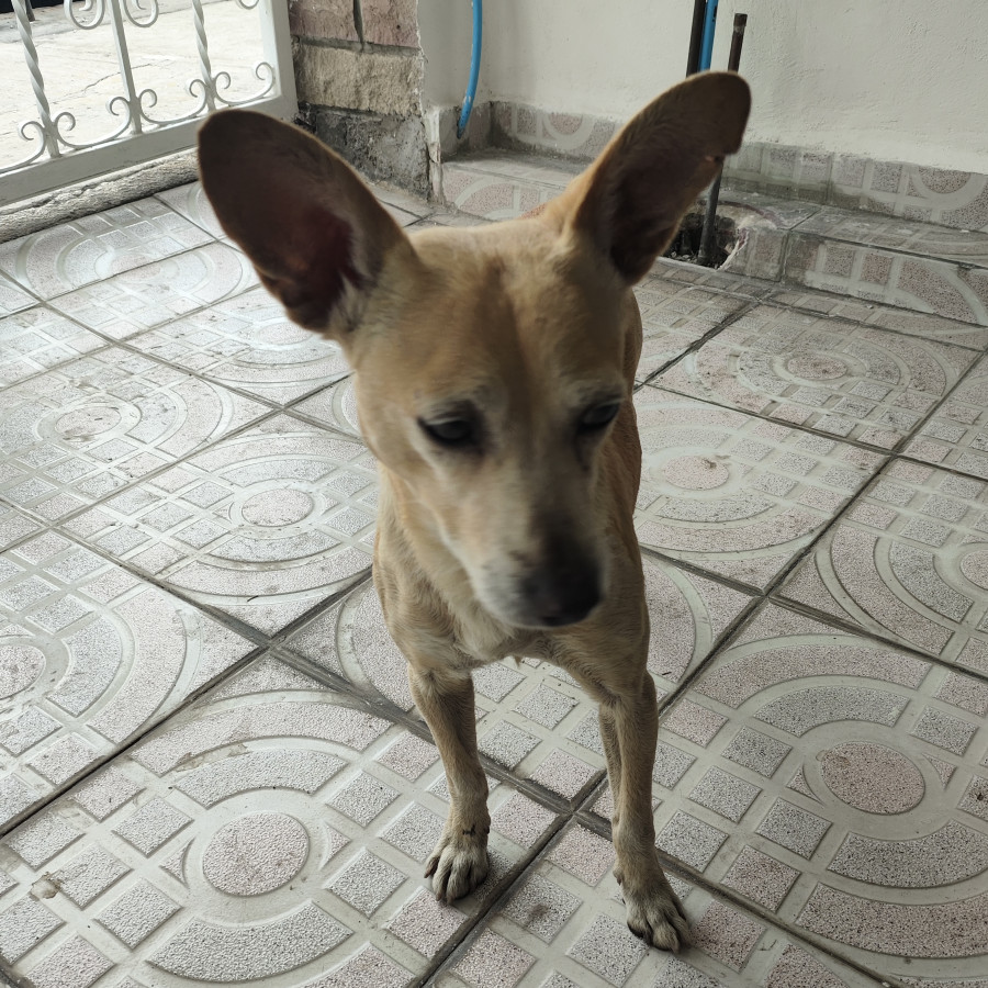  | Raza Mestizo | Encontrado