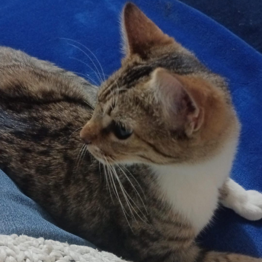 NALA | Raza Doméstico Américano de Pelo Corto | Final Feliz