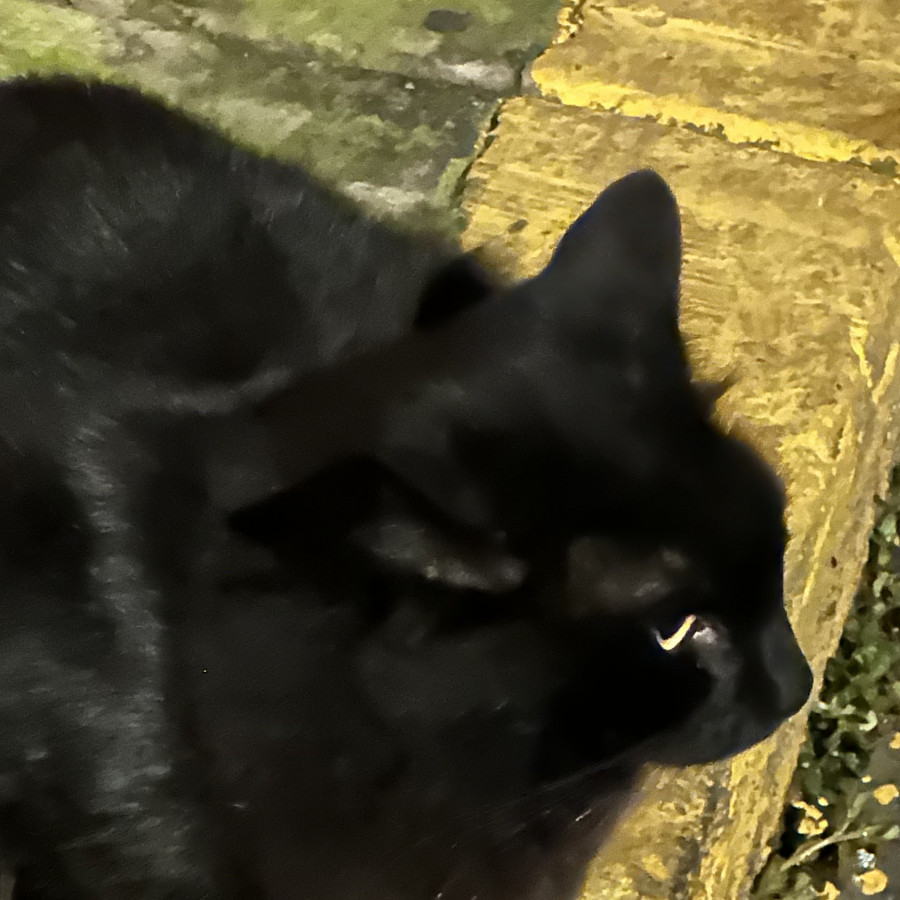  | Raza Angora Turco Negro | Encontrada