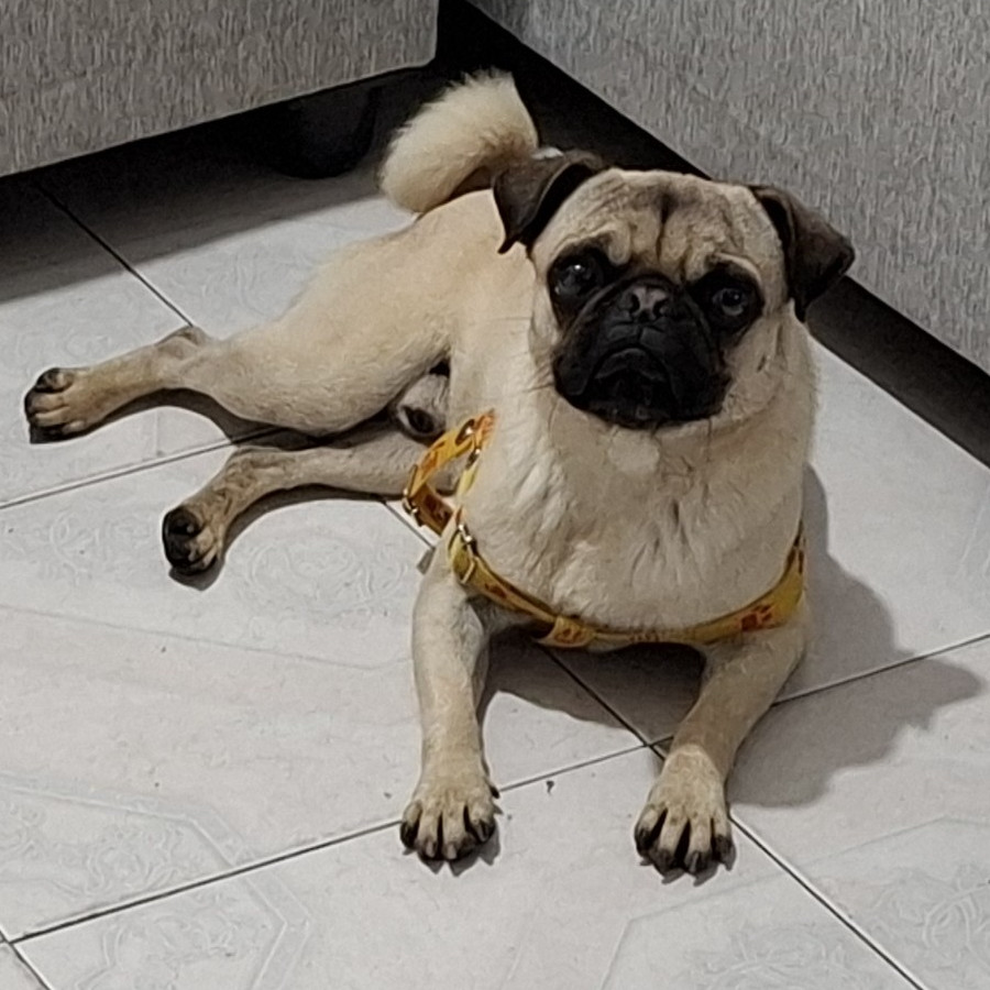 CHATO | Raza Pug o Carlin | Perdido