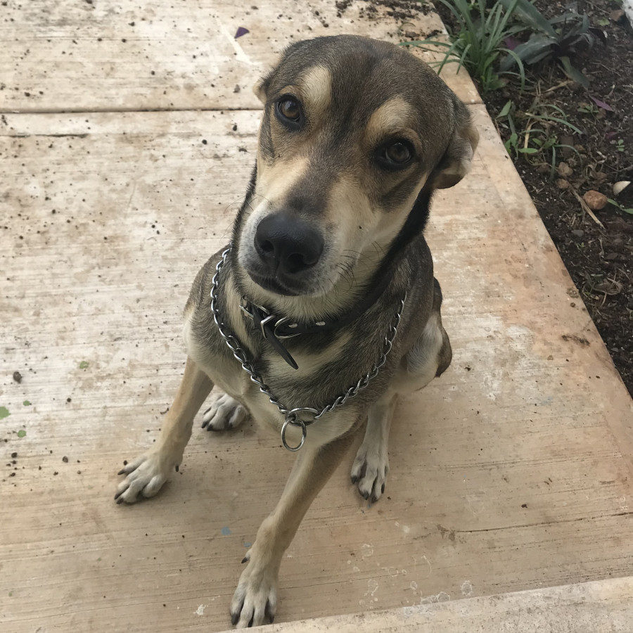 LOKI | Raza Mestizo, cruza de Husky Siberiano | Perdido