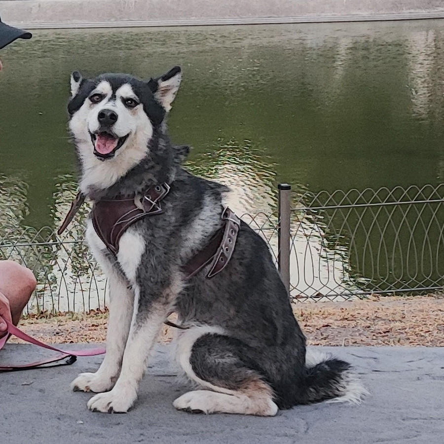 GINEBRA | Raza Husky Siberiano | Final Feliz