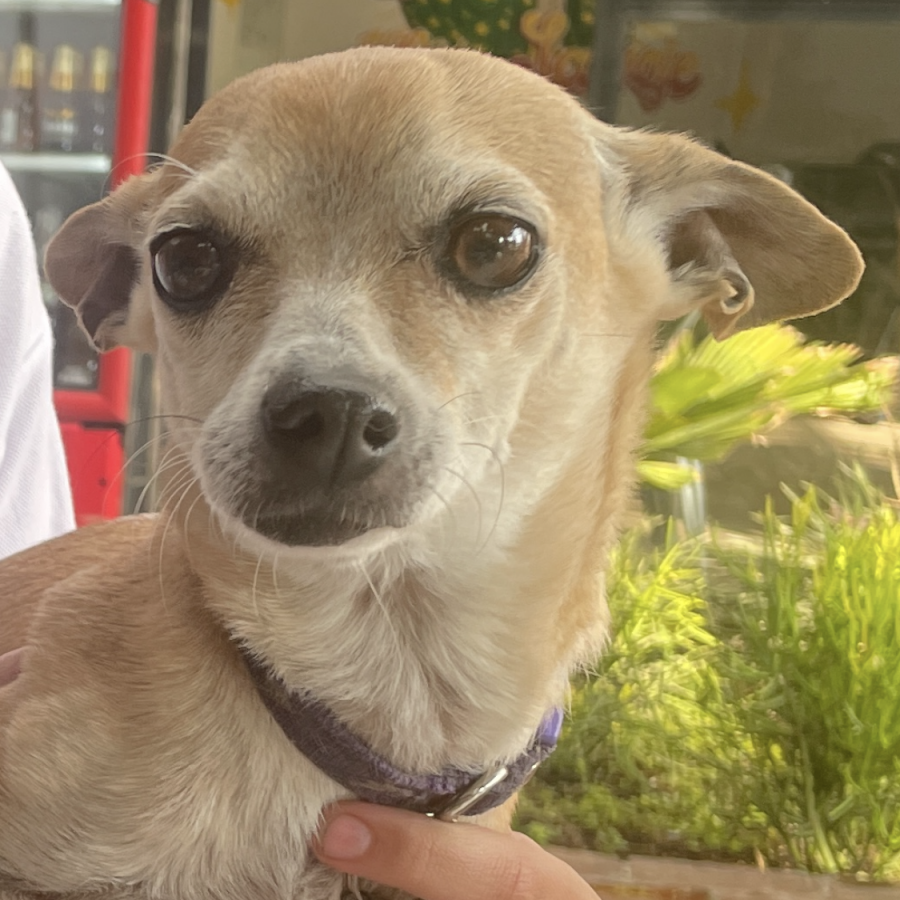 YULI | Raza Chihuahua | Perdida