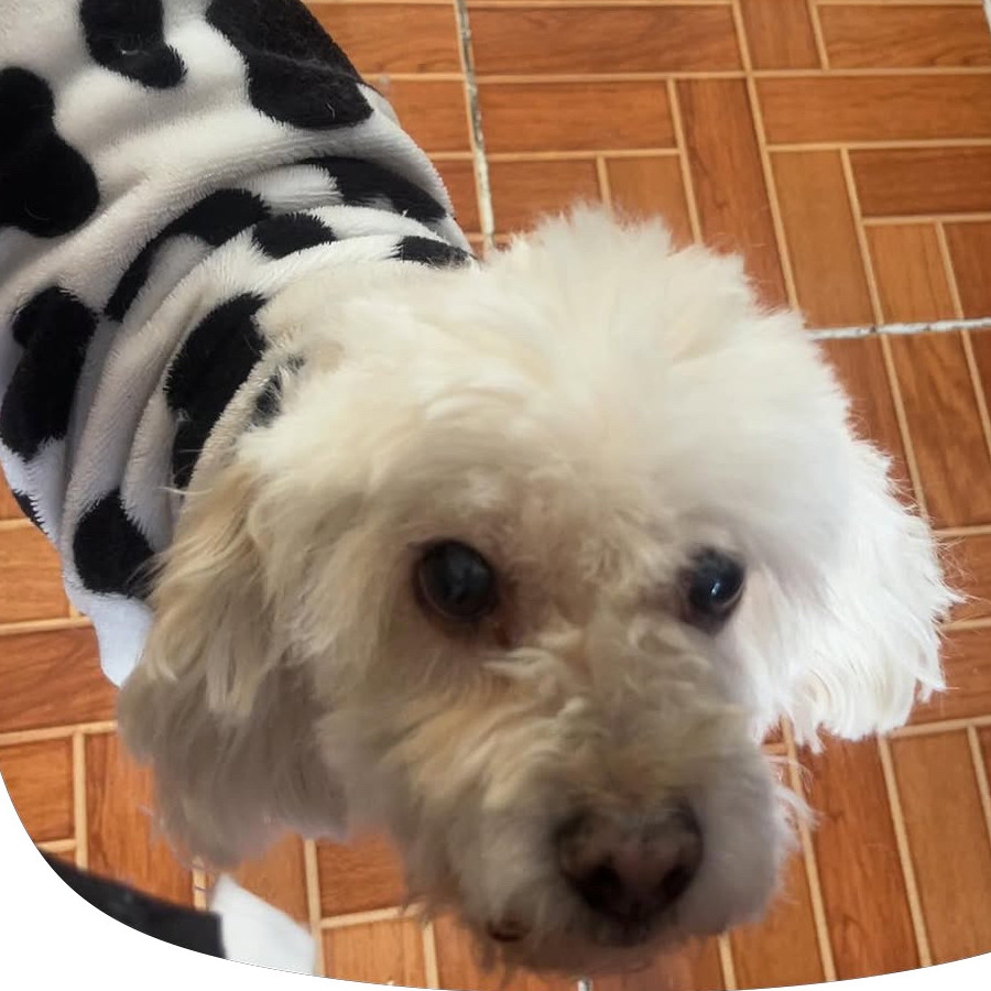 RUBÍ | Raza Mestiza, cruza de French Poodle con Maltés, (Maltipoo) | Perdida