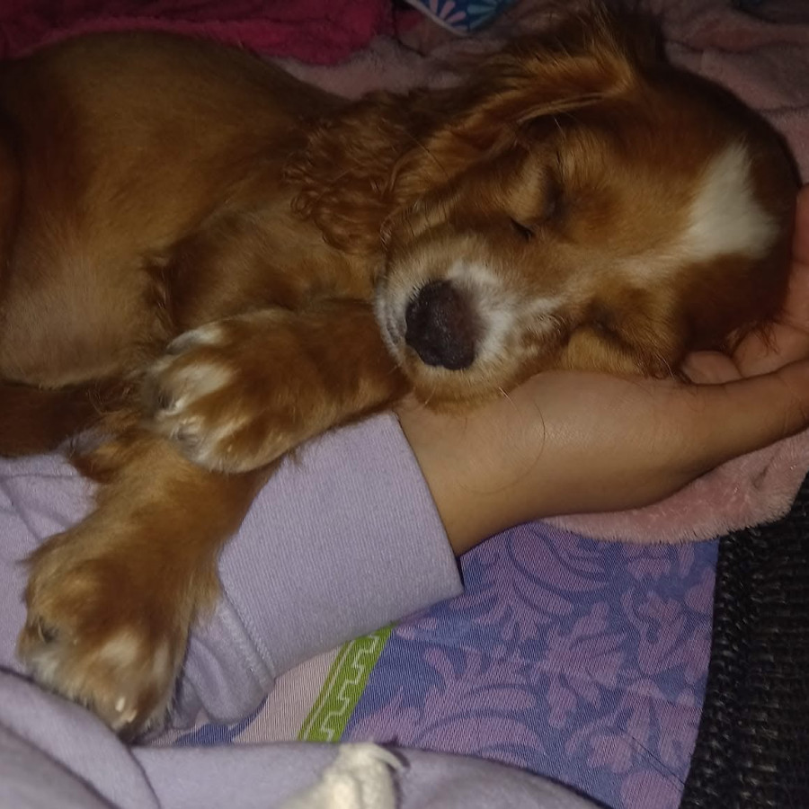 REYNA | Raza Cocker Spaniel Inglés | Perdida