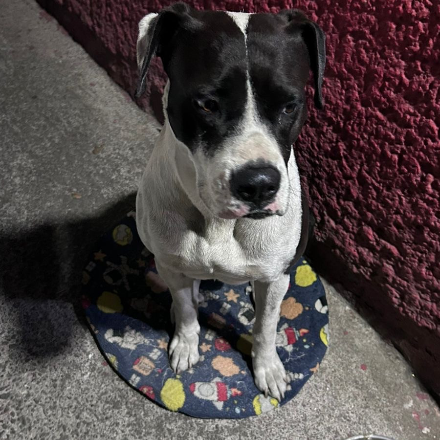  | Raza Mestiz, cruza de American Pitbull Terrier | Encontrado