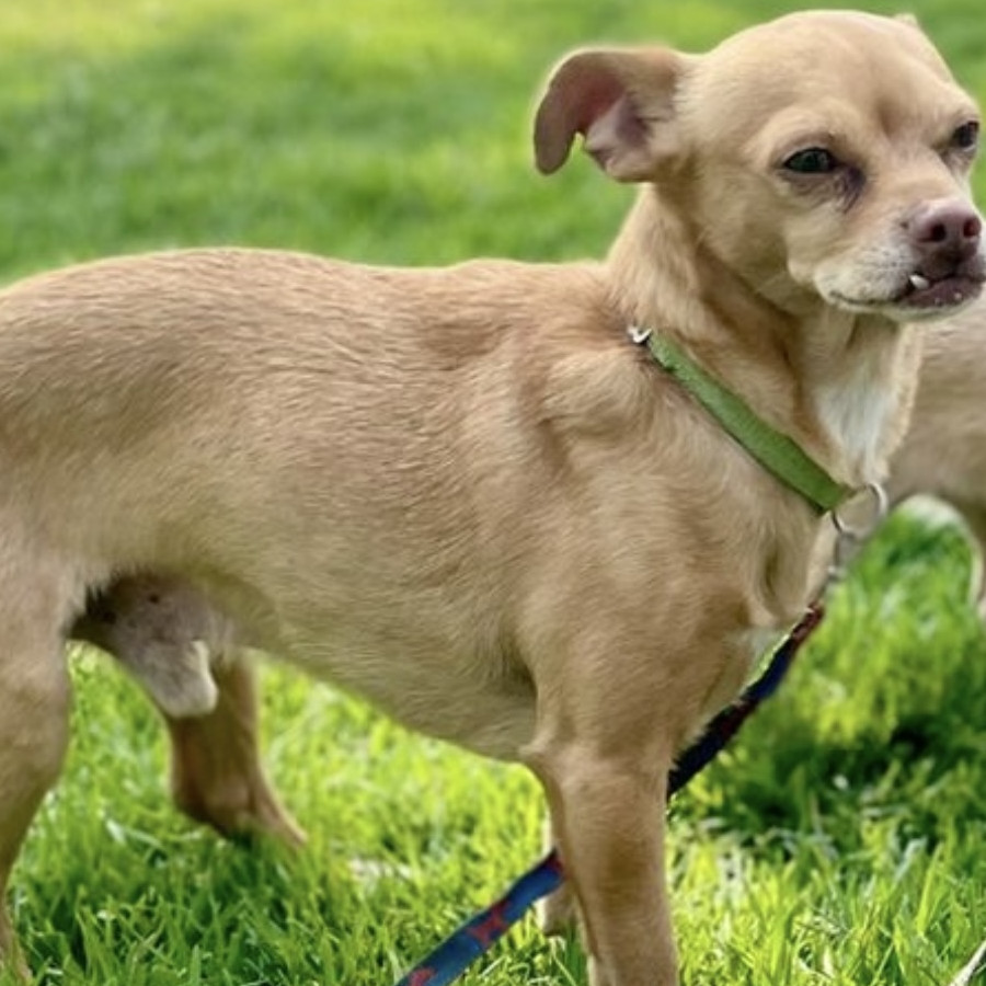 SPIKE | Raza Chihuahua | Perdido
