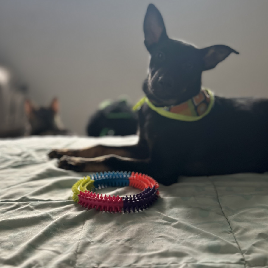MARIE | Raza Mestiza | En Adopción