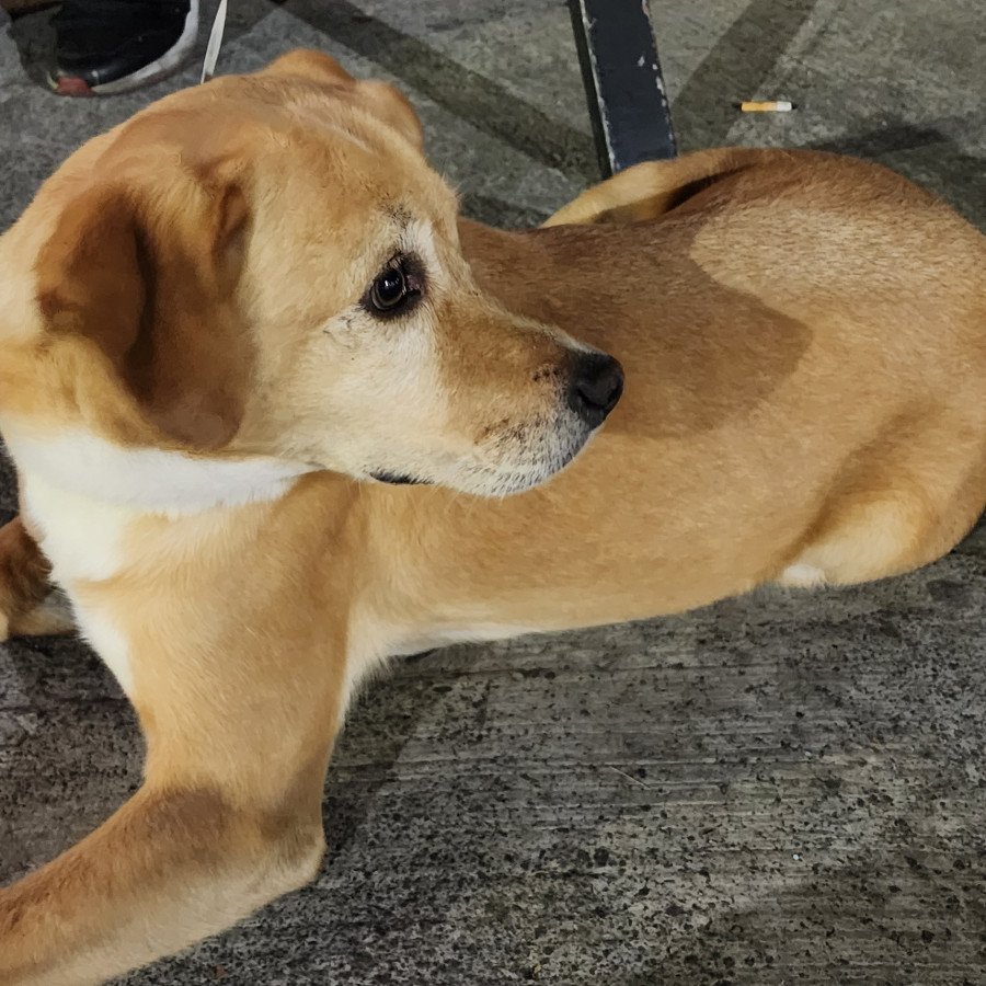  | Raza Mestiza, cruza de Labrador con Beagle | Final Feliz