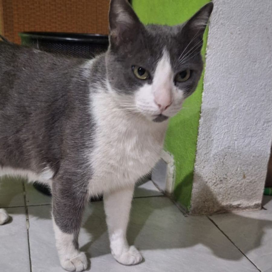 MISHU | Raza Doméstico Américano de Pelo Corto | Perdido