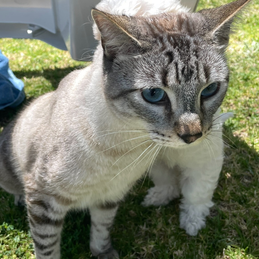 CHELSEA SNOW | Raza Aslan o Siamés moderno, punto tabby | Perdido