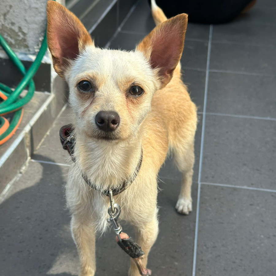  | Raza Mestizo, cruza de Chihuahua | Encontrado