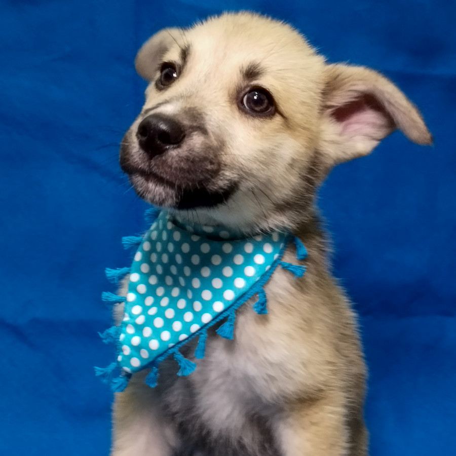 USAGITTO | Raza Mestizo | En Adopción