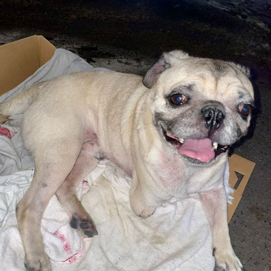  | Raza Pug o Carlin | Encontrado