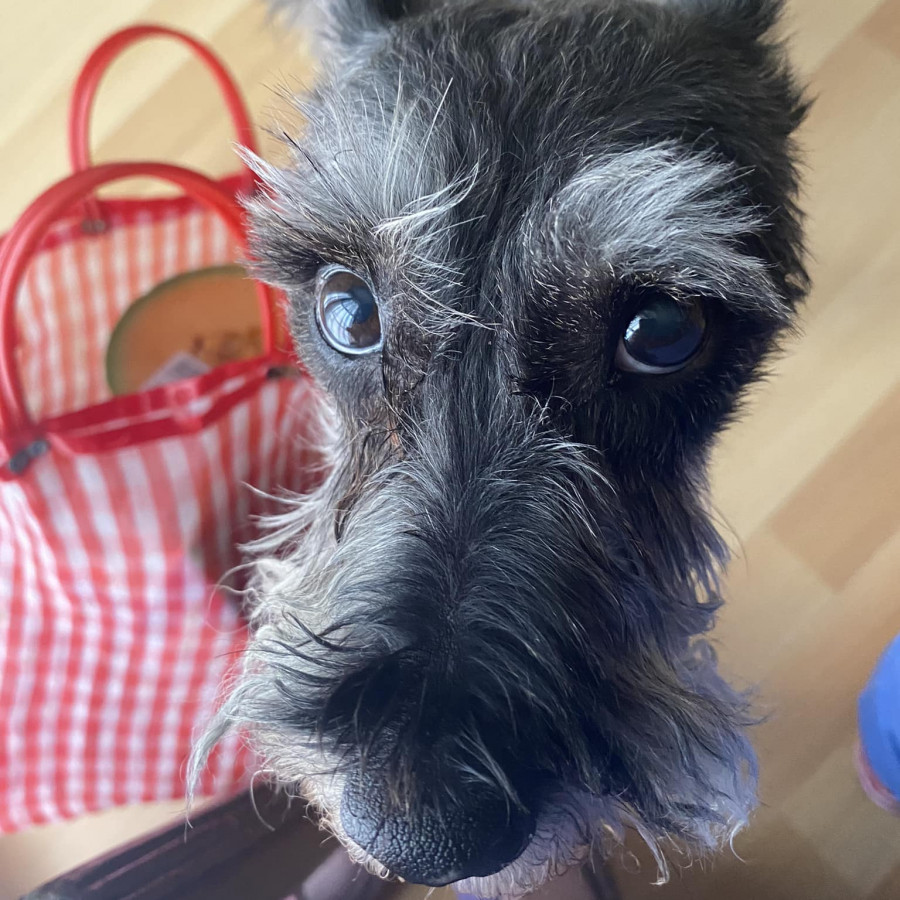 PARIS | Raza Schnauzer | Final Feliz