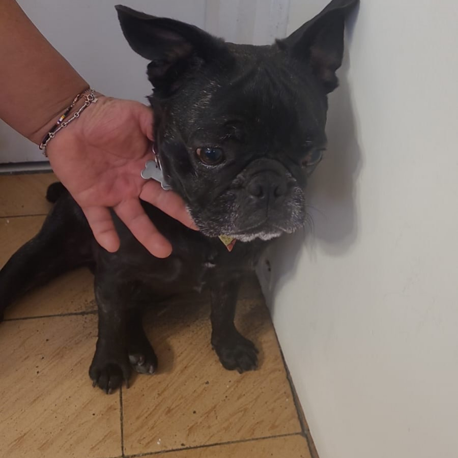  | Raza Bulldog Francés  | Final Feliz