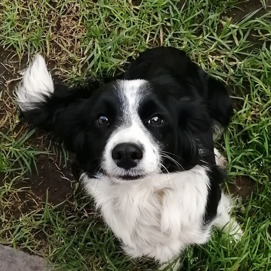 CHACHITA | Raza Mestiza, cruza de Border Collie | Final Feliz