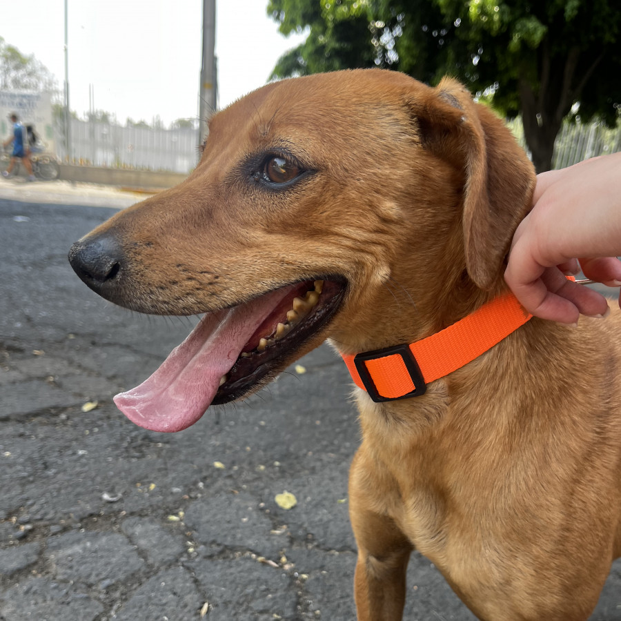  | Raza Mestizo | Encontrado