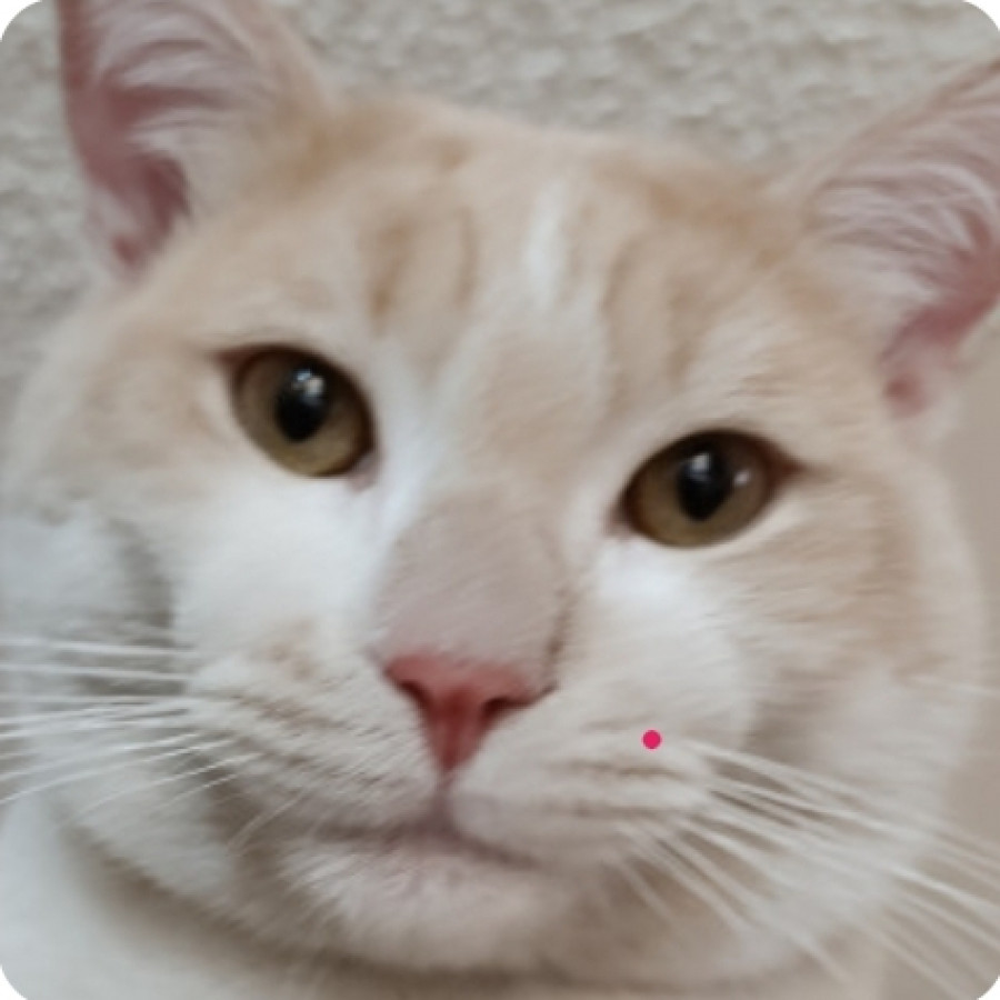 SAM | Raza Doméstico Américano de Pelo Corto | Perdido