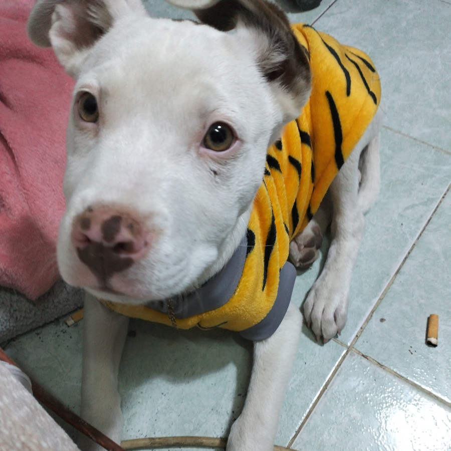 JEICOB | Raza American Pitbull Terrier | Perdido