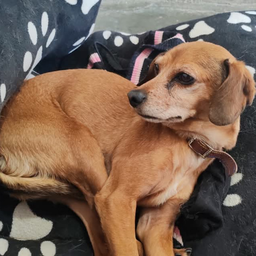 CANELA | Raza Mestiza, Cruza De Dachshund O Salchicha | Perdida
