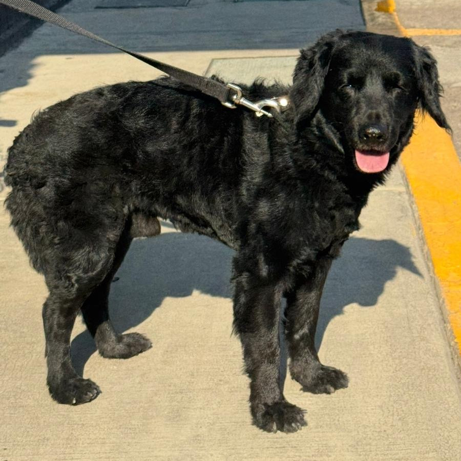  | Raza Mestizo | Encontrado