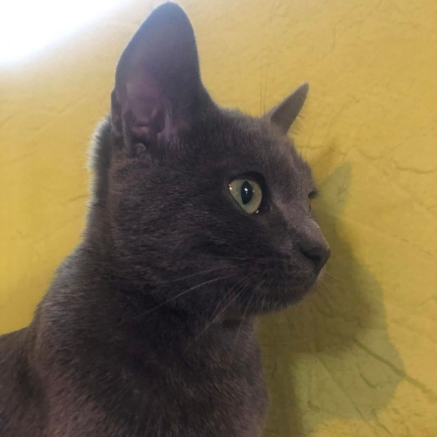 LILO | Raza Ruso Azul | Perdida