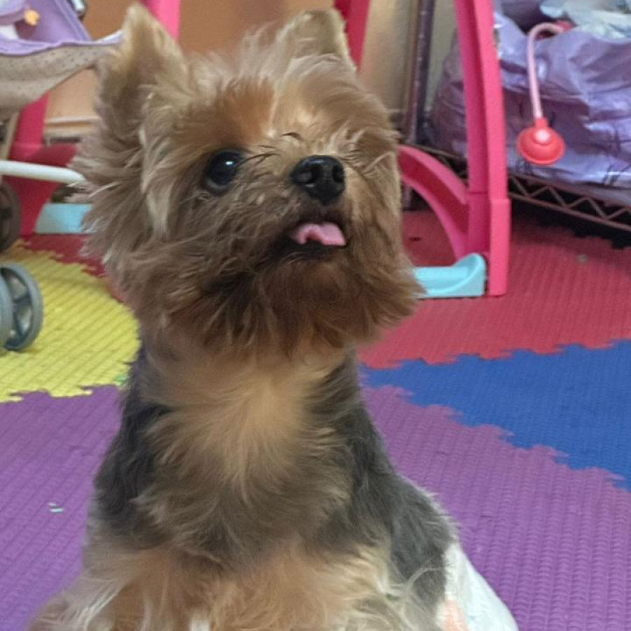 TOMÁS | Raza Yorkshire Terrier (Yorkie) | Final Feliz