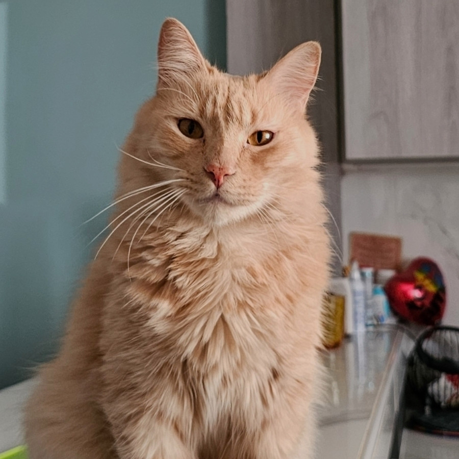 SIMBA | Raza Doméstico Americano de Pelo Semilargo | Perdido