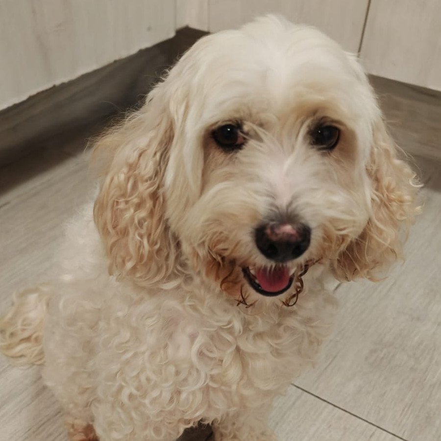  | Raza French Poodle o Caniche | Encontrada