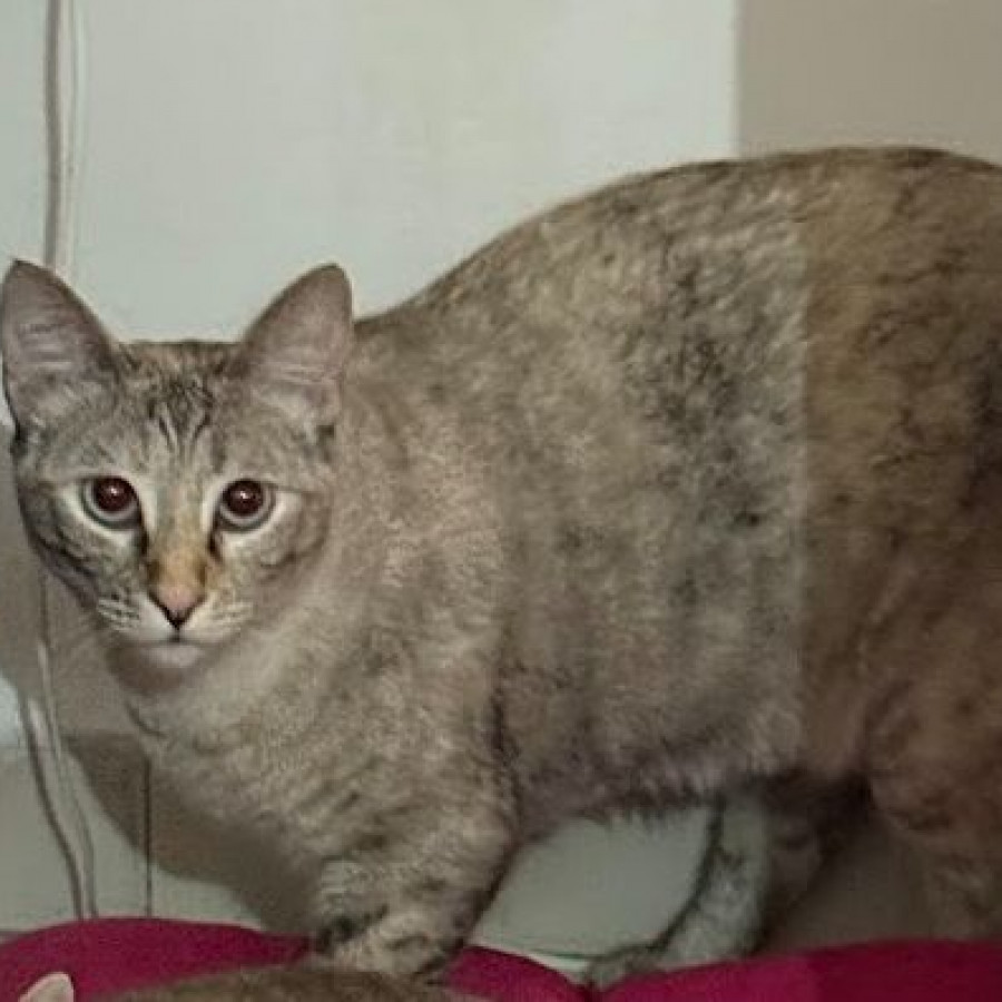 HUATONA | Raza Doméstico Américano de Pelo Corto | Final Feliz