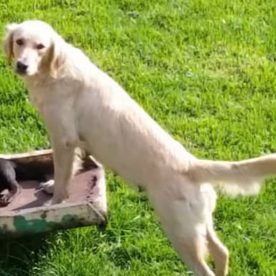 RAMONA | Raza Mestiza, cruza de Golden Retriever | Final Feliz