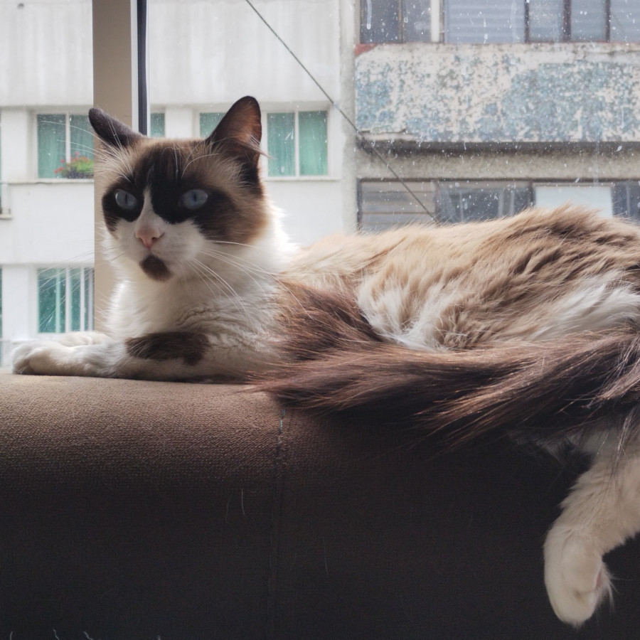 PELOS | Raza Ragdoll | Perdida