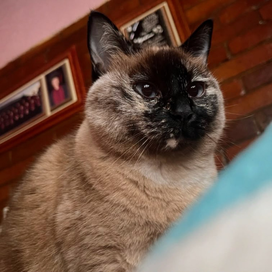 GATITO O MAMI | Raza Aslan o Siamés Moderno Punto Carey | Perdida