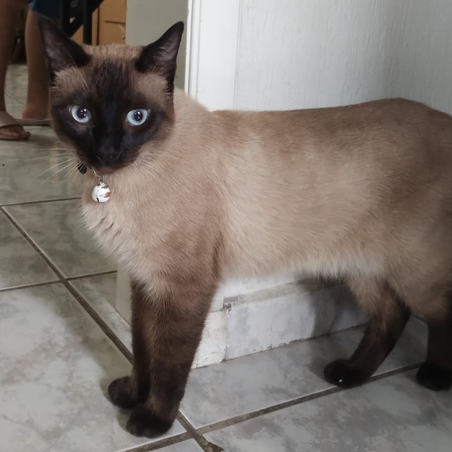 COCADO | Raza Siamés Punto Foca | Perdido