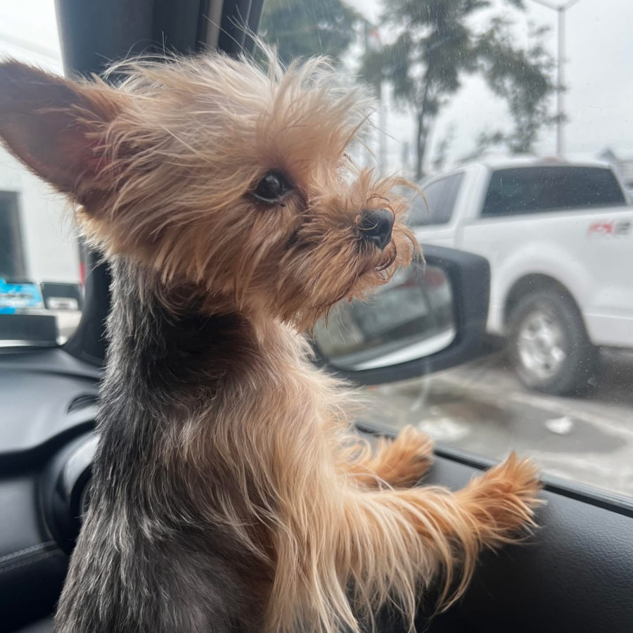 BILLY | Raza Yorkshire Terrier (Yorkie) | Final Feliz