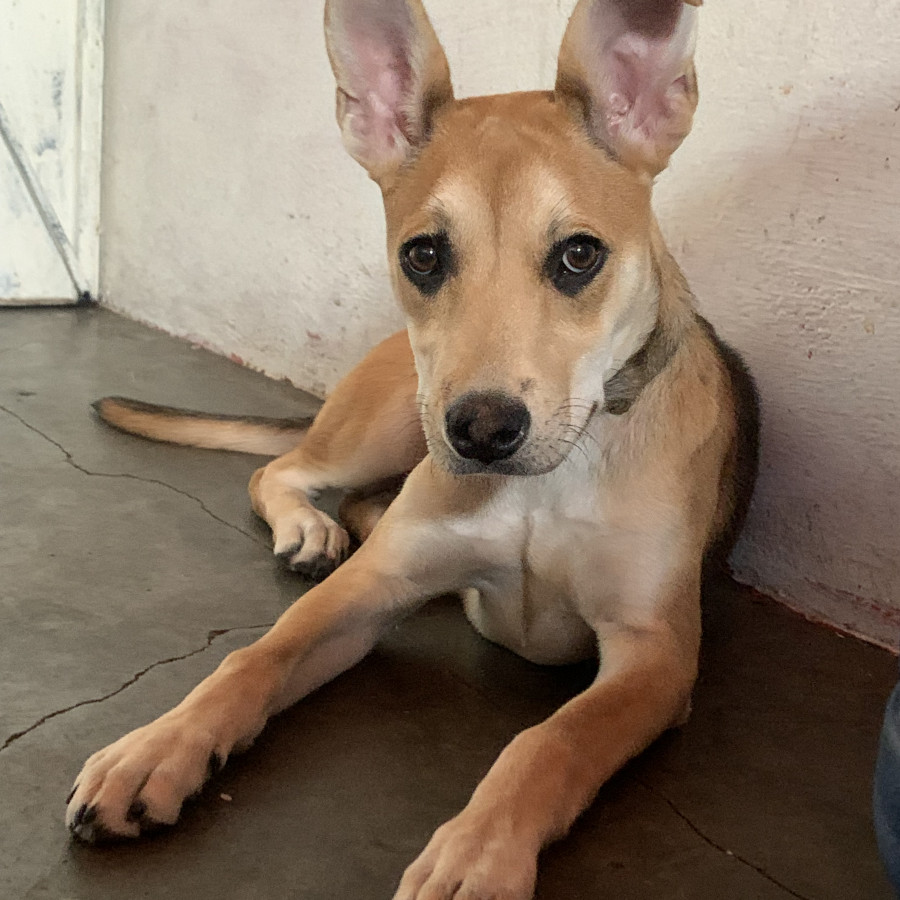 PRINCESA | Raza Mestiza, cruza de Jack Russell con Pastor Alemán | Perdida